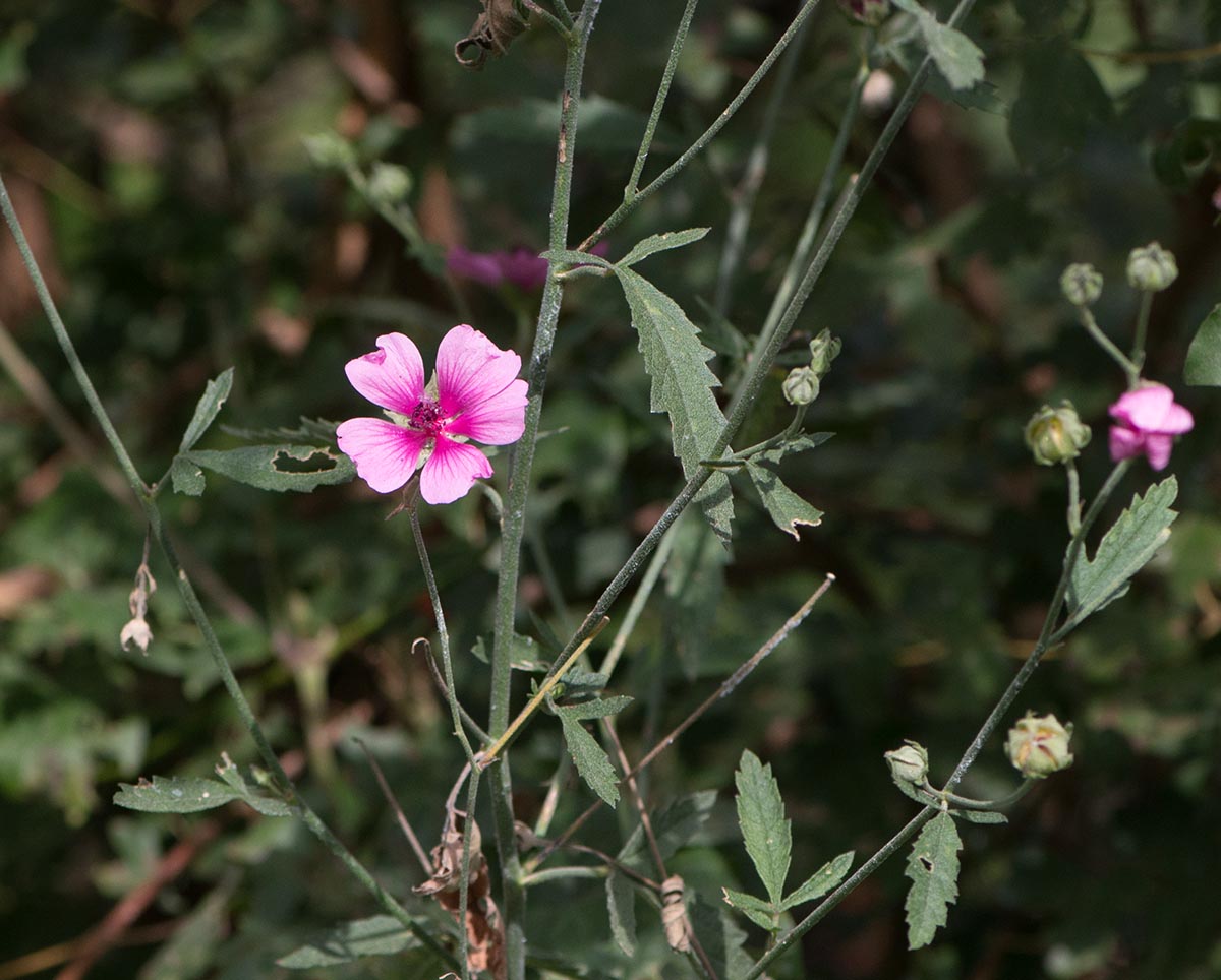 Habitus